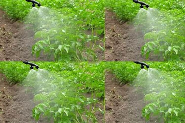 花园怎么施肥,花园种植和护理的方法有哪些