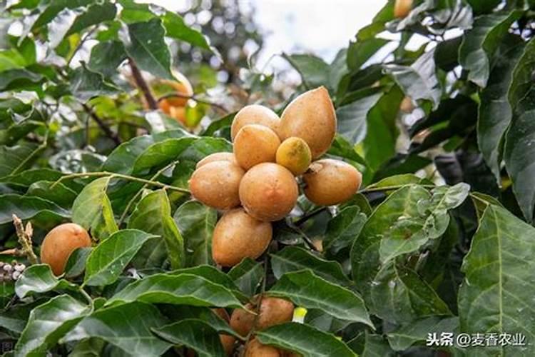 黄皮12月能喷叶面肥吗