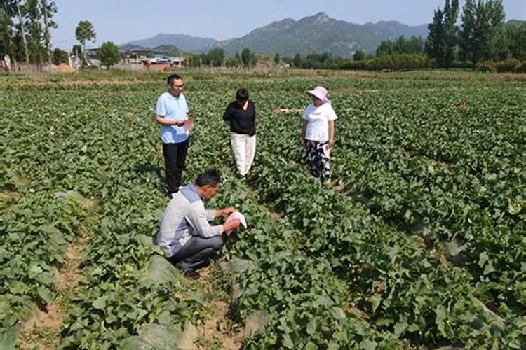 一般的蔬菜瓜果要用到什么肥料