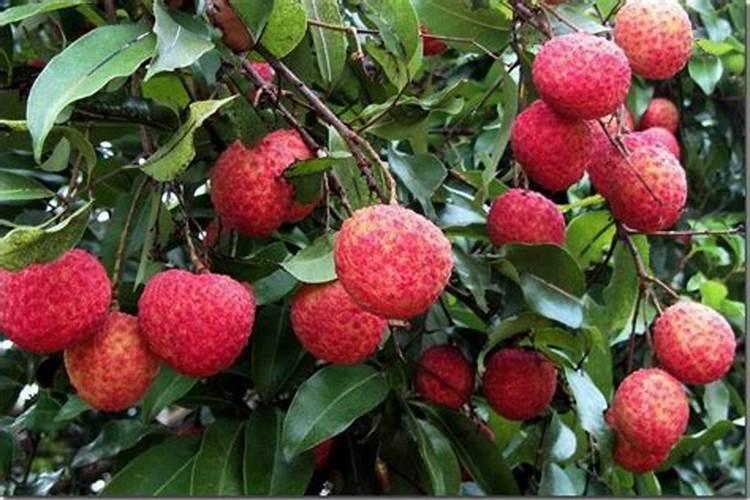 番荔枝施肥技术介绍