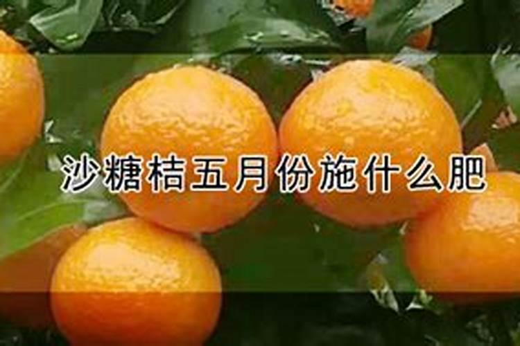 沙糖桔保果要用高磷高钾的叶面肥