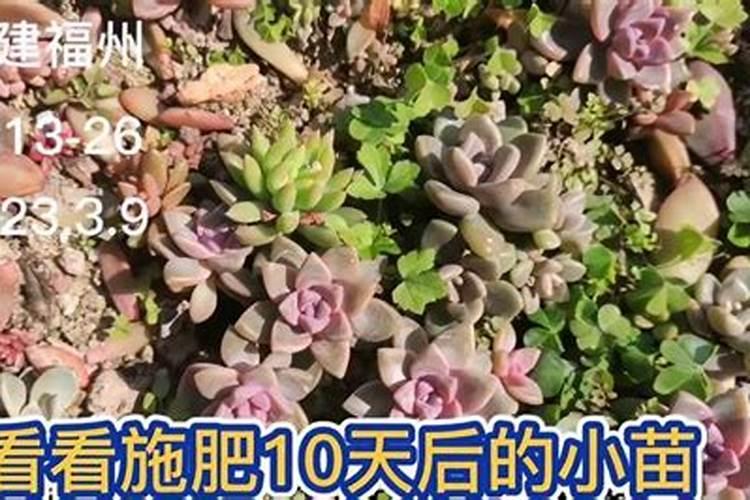夏季杜鹃花施肥方法