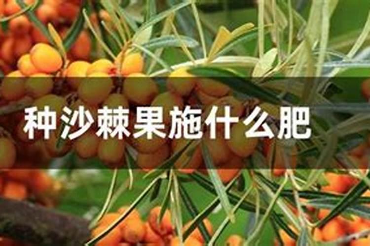 沙棘的养殖方法,沙棘怎么养