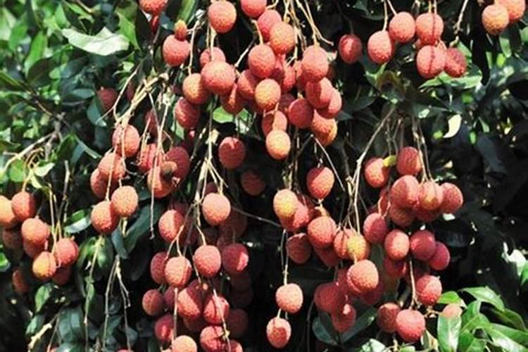 种菜用什么复合肥比较好 速效复合肥怎样给蔬菜施肥
