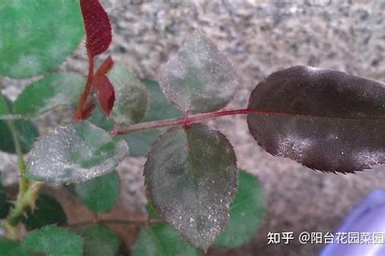月季白粉病是什么原因造成的