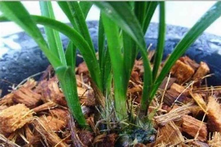 沤烂的苹果液肥可以浇花吗
