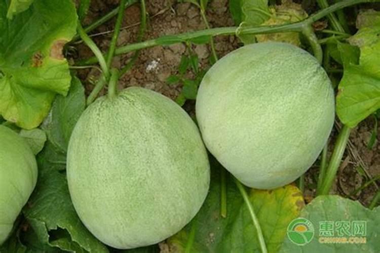 玉米一次性施肥氮磷钾怎么配合