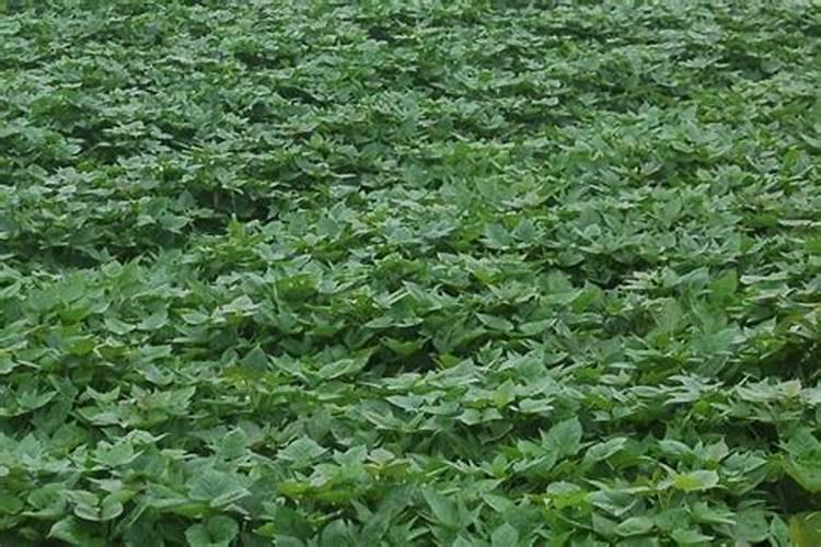 劲驼复合肥是不是正规厂