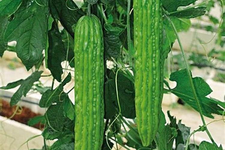 在设施蔬菜栽培中怎样施用硼肥？