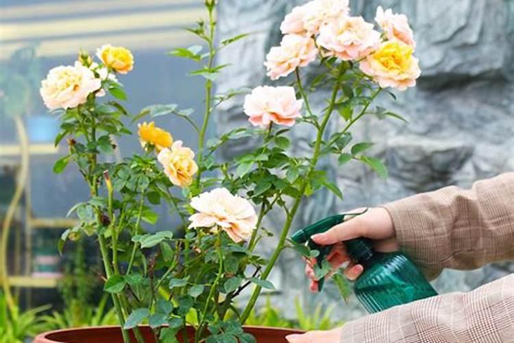月季花怎么施肥