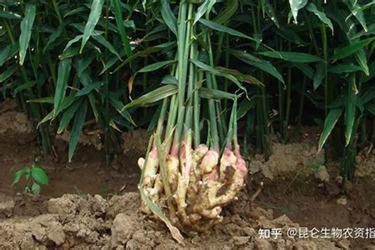 大豆行距450株距300每窑4粒一亩能播几斤大豆