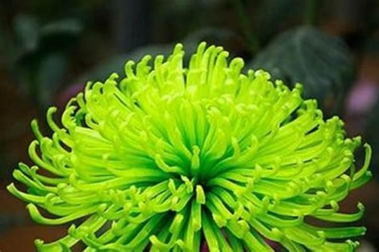 月季浇了花多多2号后,又打了吡虫啉会怎样？