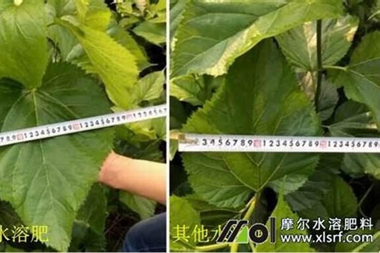 智帅叶面肥是哪个厂家呢