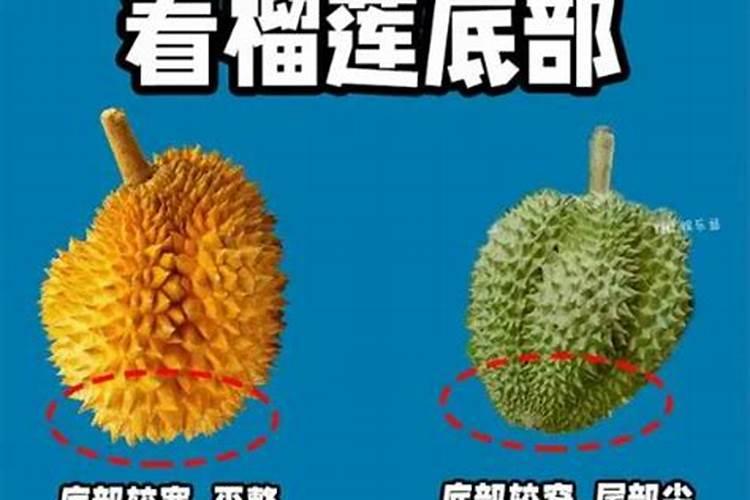 形容榴莲的句子