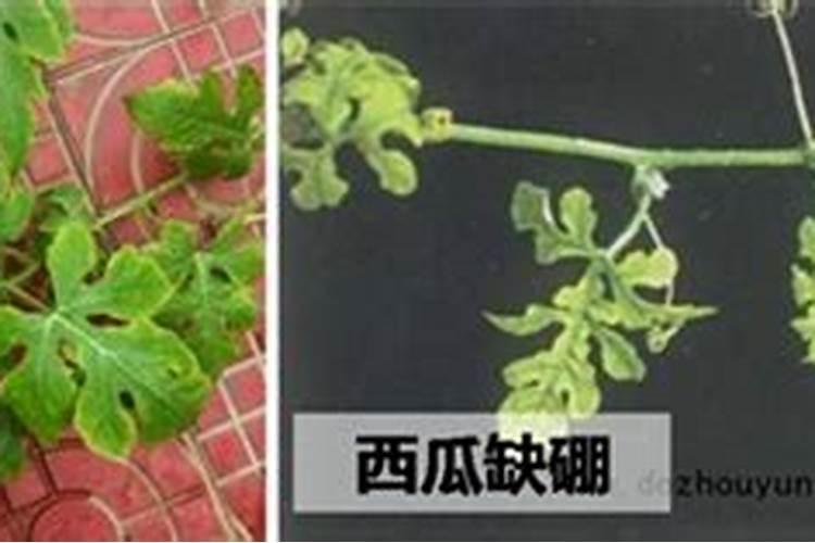 西瓜膨瓜期追肥过多会不会引起裂瓜