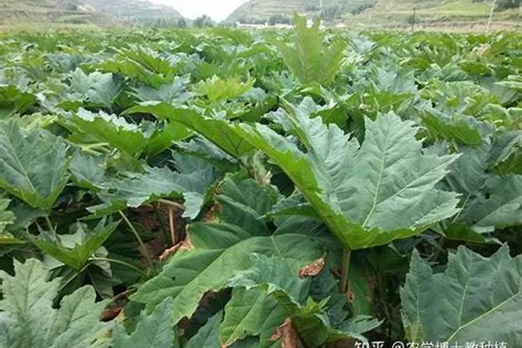 猪的大便干结专用药