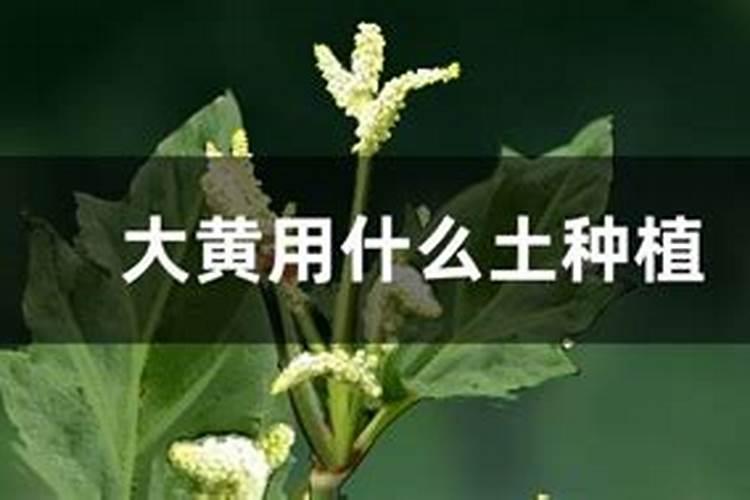 多年生的药材后期还用肥吗？