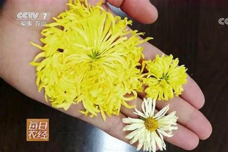 菊花怎么施肥