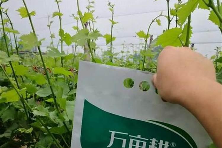 氮肥钾肥施肥时间和方法 氮肥钾肥施肥时间和方法分别是