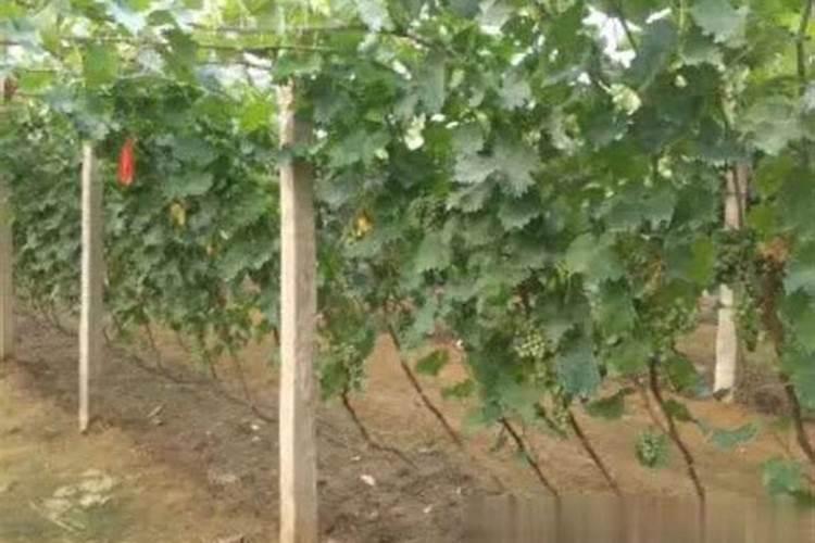 葡萄秋施肥最佳配方