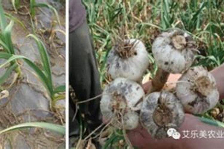 大蒜返青期怎么管理 大蒜养殖注意事项