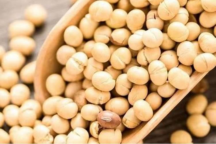 黄豆做底肥的正确方法