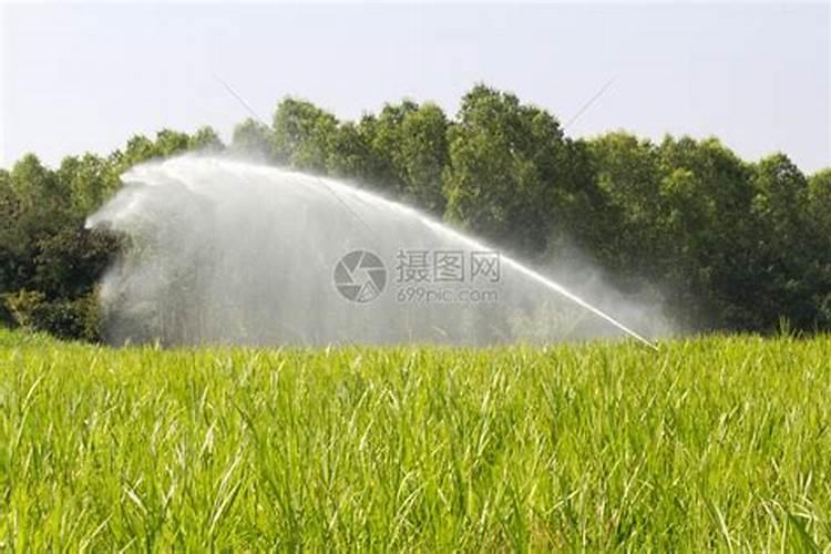 如何打理夏威夷草
