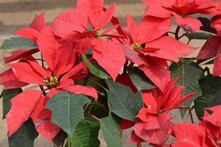 种魔芋适合用什么肥料？