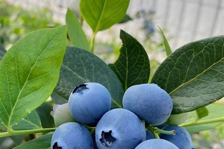 根系不好的蓝莓有什么办法生根