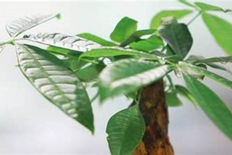 黑龙江水元素植物营养科技有限公司怎么样？
