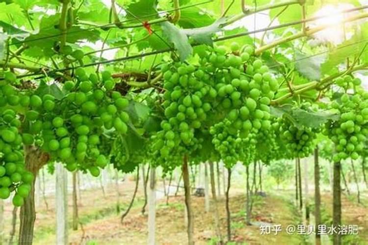 苦瓜怎么施肥