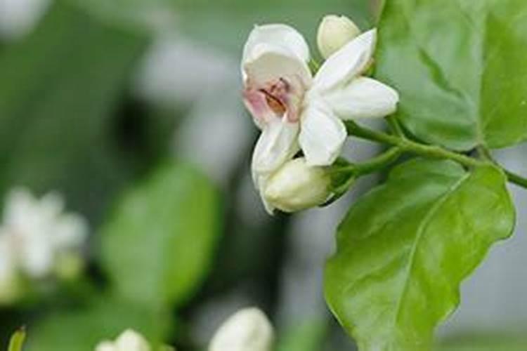 非洲茉莉怎么施肥