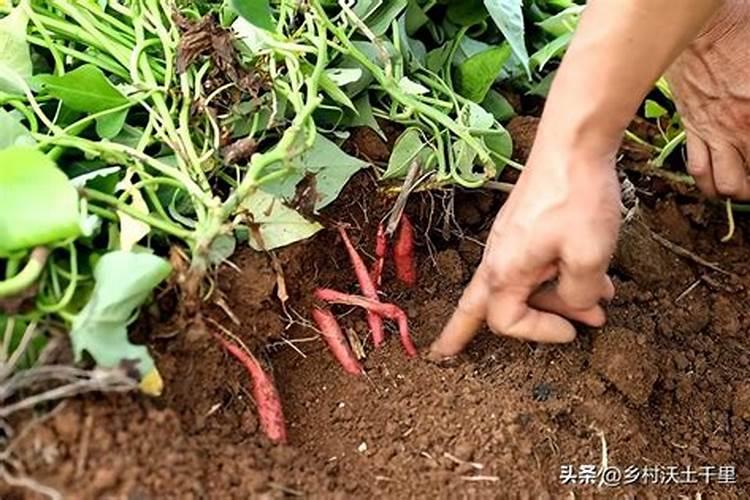 李树施肥时间和方法 李树怎么施肥比较好
