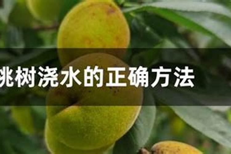 桃树快成熟的时候要不要浇水