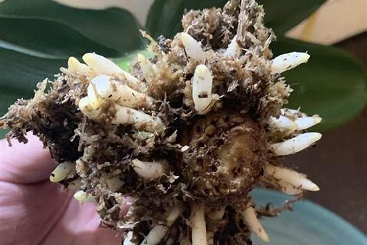 大量元素水溶肥哪个品牌好
