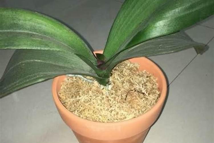 蝴蝶兰底肥放什么肥好