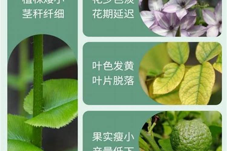 请问专家氮肥在小麦施用上有哪些注意事项？
