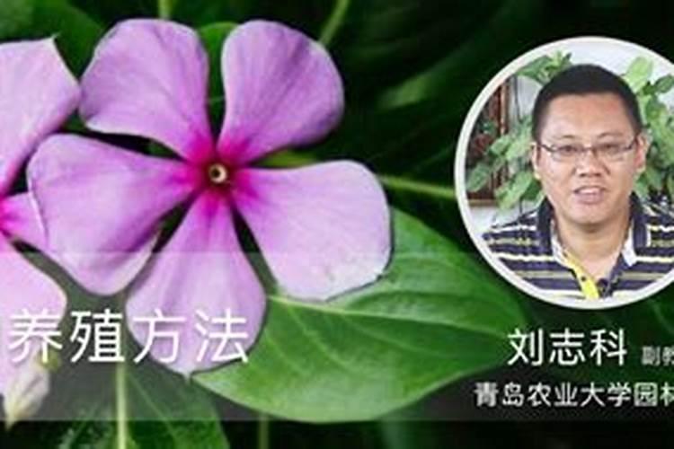 新买的卡特兰怎么养
