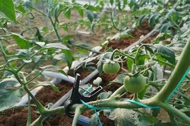 施钙肥哪时候最合适 钙肥最佳施肥时间
