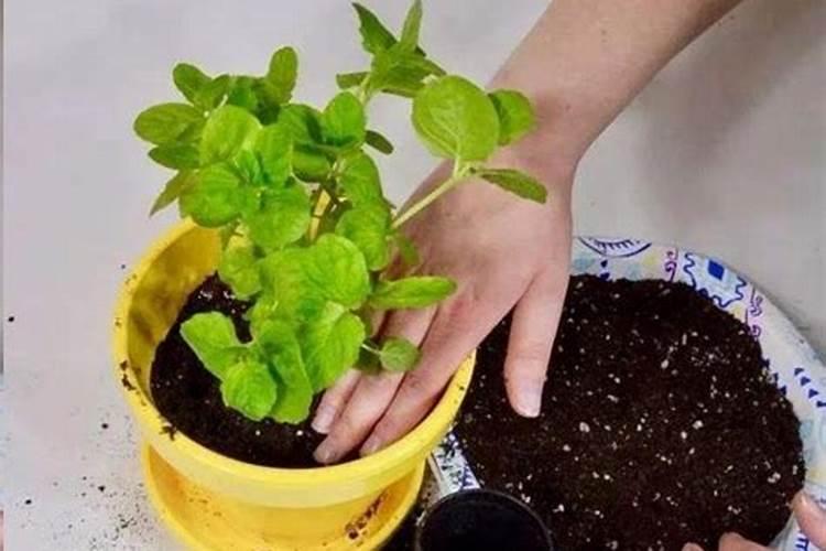 种植郁金香用什么肥料