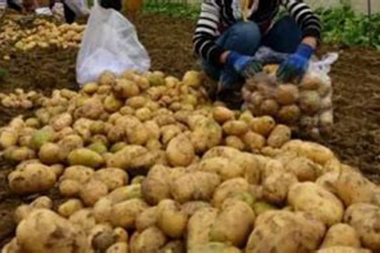 果树施肥用什么肥料好