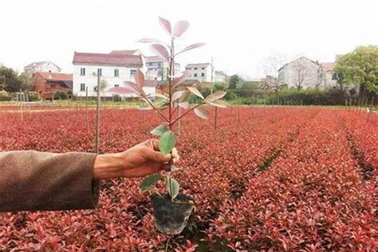 红叶石楠施什么肥料？