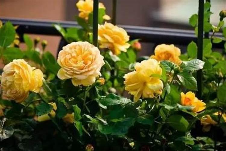 月季花怎么施肥？