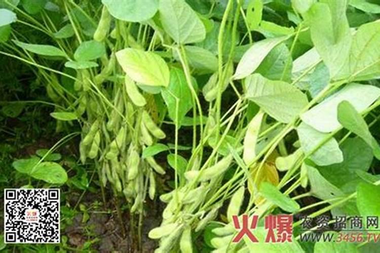 水稻分蘖肥需要用钾肥吗 怎么施肥效果好