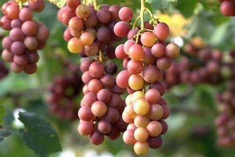 葡萄开花前施什么肥葡萄开花前怎么施肥