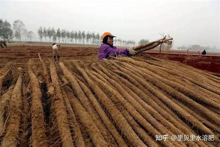 什么是多肽尿素？多肽尿素如何使用？