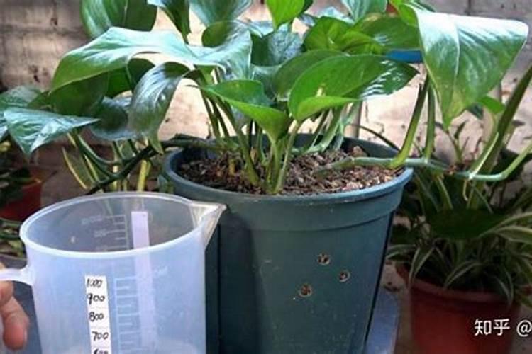 绿萝施肥方法,最好施加氮肥为主的肥料