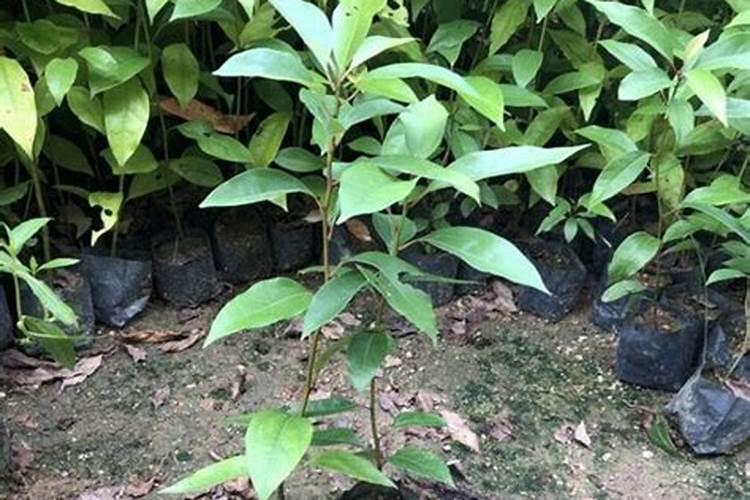 香樟树如何施肥