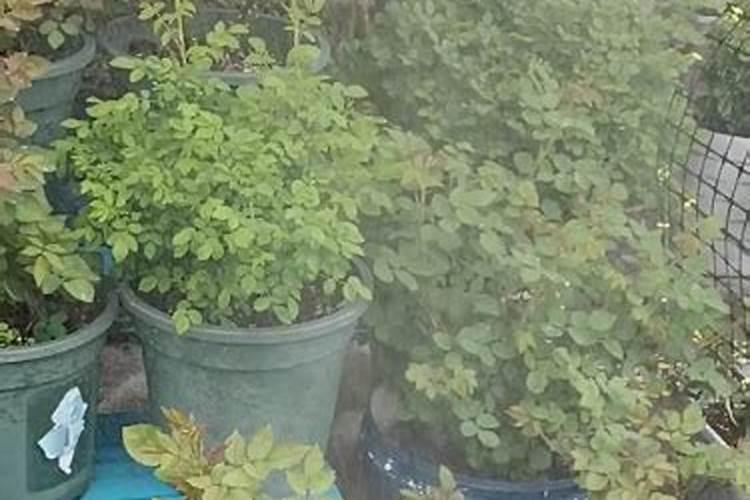 花生底肥用什么肥合适