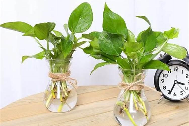 水培植物营养液多久加一次 水培植物营养液何时添加？